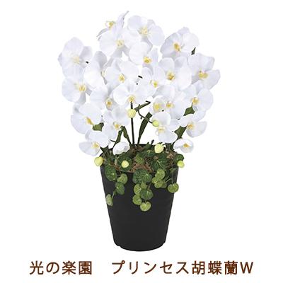 爆買 ●光の楽園 (2266K60-80) プリンセス 胡蝶蘭 W 送料無料 99520