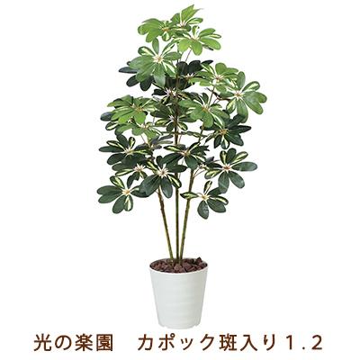 ●光の園 (371K165-55) カポック 斑入り 1.2 送料無料 99549