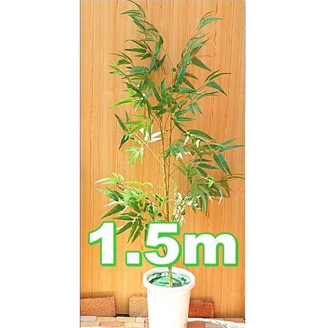 ●[s-01ｋ] 笹 1.5ｍ ディスプレイ 送料無料 92925