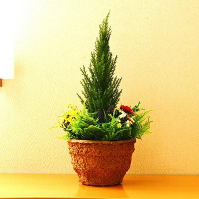○ ゴールドクレスト 寄せ植え プランター 選べる2種類 (wgy-1 ○ ゴールドクレスト 寄せ植え プランター 選べる2種類 (wgy-1