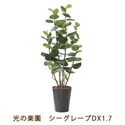 【個人様購入可能】●光の楽園 (2244A320-54) シーグレープ DX 1.7 送料無料 99474