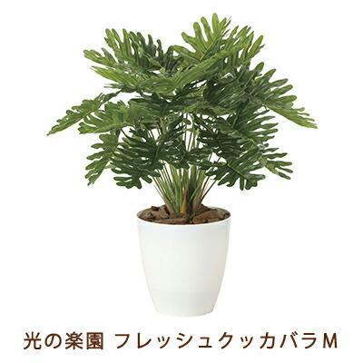 ●光の園 (2215A75-63) フレッシュ クッカバラ M 送料無料 99495