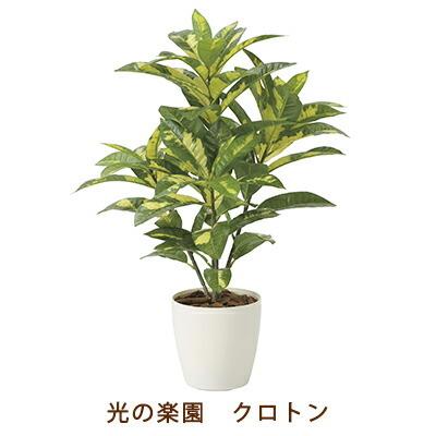 ●光の園 (2213A100-67) クロトン 送料無料 99505
