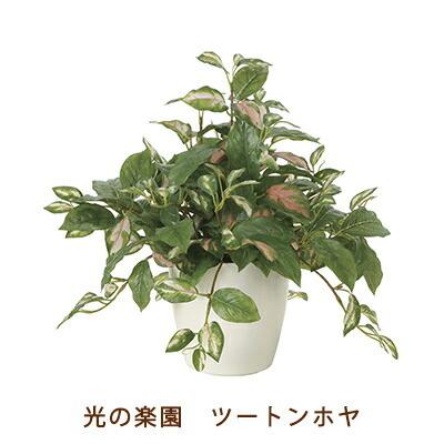 ●光の園 (2214A75-67) ツートン ホヤ 送料無料 99506