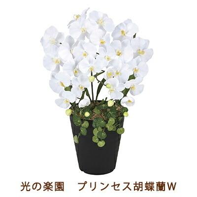 爆買 【個人様購入可能】●光の楽園 (2266K60-80) プリンセス 胡蝶蘭 W 送料無料 99520