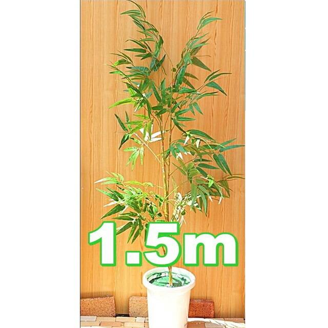 爆買 【個人様購入可能】●[s-01ｋ] 笹 1.5ｍ ディスプレイ 送料無料 92925