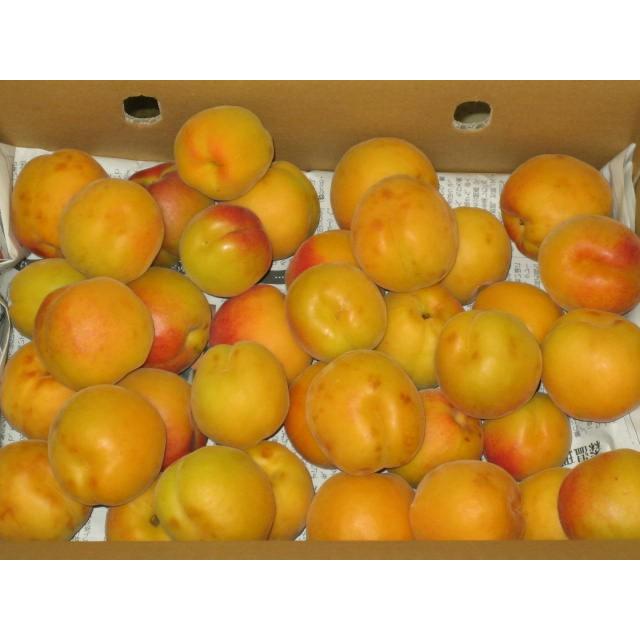 あんずの里より　生あんず・農家直送バラ5キロ　加工・生食・傷あり | 