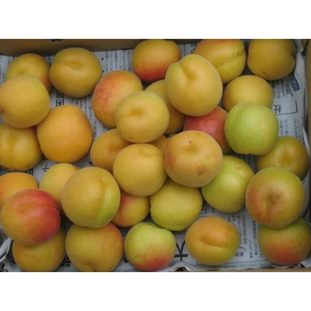 あんずの里より　生あんず・農家直送バラ5キロ　加工・生食・傷あり |  | 01