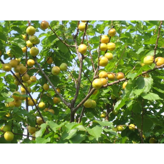 あんずの里より　生あんず・農家直送バラ5キロ　加工・生食・傷あり |  | 02