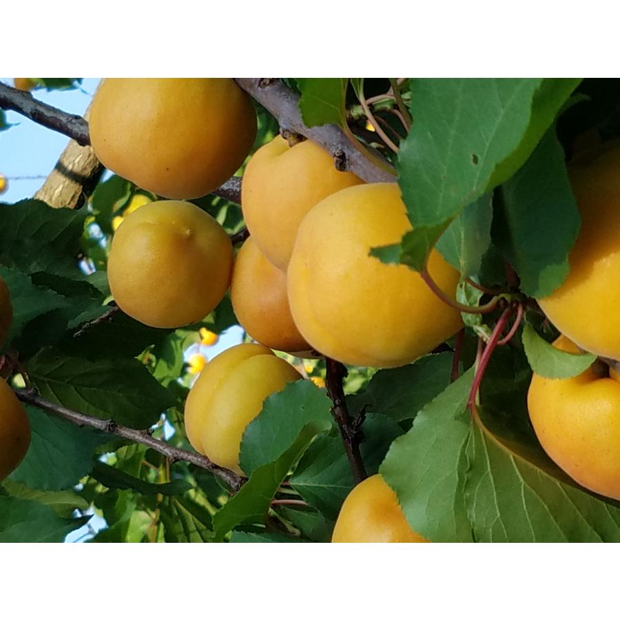 あんずの里より　生あんず・農家直送バラ5キロ　加工・生食・傷あり |  | 03