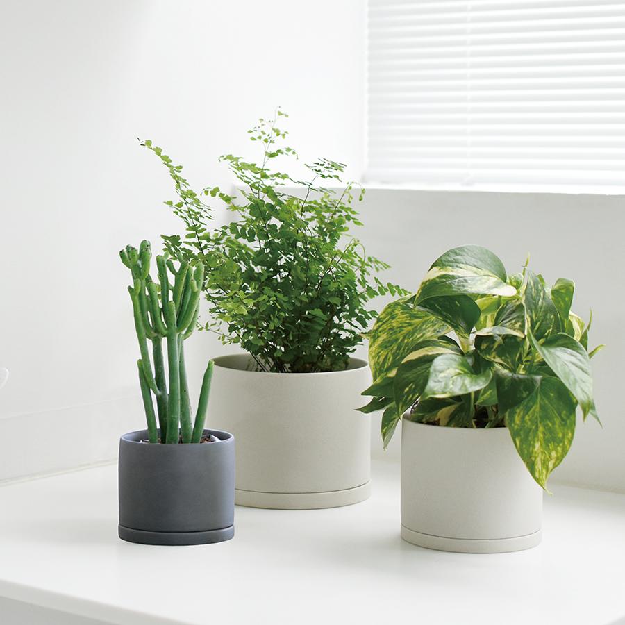 植木鉢 セットKonect fang3個 Konect white fang 【S size】/盆栽、多肉植物、塊根植物、観葉植物