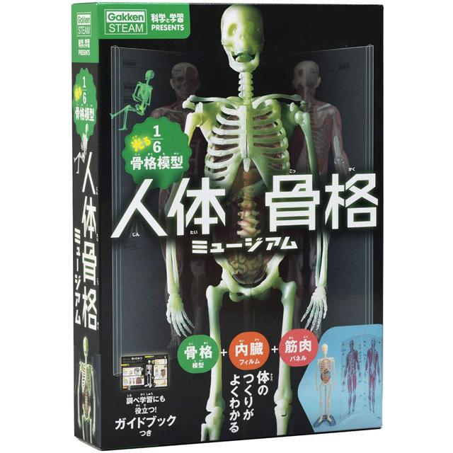学研 光る1/6骨格模型 人体骨格ミュージアム J750737 : 教材自立共和国 
