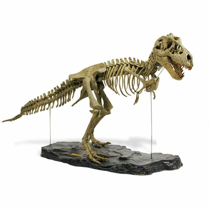 T-REX骨格組立キット（大）ティラノサウルスレックス : 教材自立