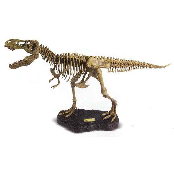 T-REX骨格組立キット（中）ティラノサウルスレックス | 