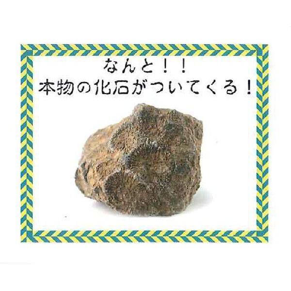 T-REX頭蓋骨発掘セット |  | 02