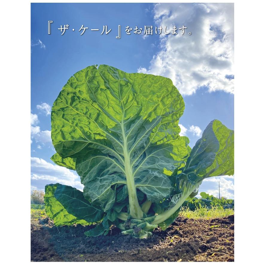 キューサイ 青汁 ケール 粉末 420g 4袋まとめ買い おまけ付