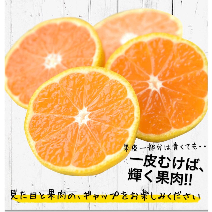 みかん 訳あり 送料無 ミカン 小玉 小粒 1kg おまけ増量 最大2kg 5kg お届け 温州 果物 3s-sサイズ 九州 10月中旬-11月中旬頃配送予定 :kodamakan-1:九州風土 - 通販 - Yahoo!ショッピング みかん 訳あり 送料無 ミカン 小玉 小粒 1kg おまけ増量 最大2kg 5kg お届け 温州 果物 3s-sサイズ 九州 10月中旬-11月中旬頃配送予定 :kodamakan-1:九州風土 - 通販 - Yahoo!ショッピング