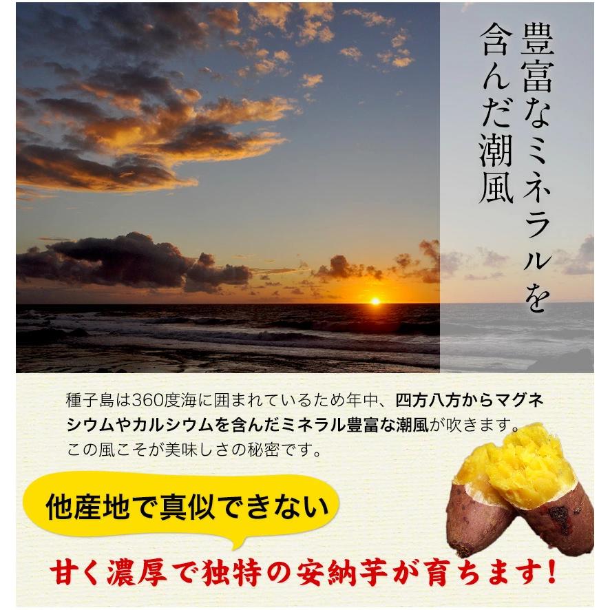 さつまいも 種子島産 訳あり 1.5kg 安納芋 送料無料 (サイズ大中小不揃い) 1-5営業日以内に出荷予定｜kyushufood｜10