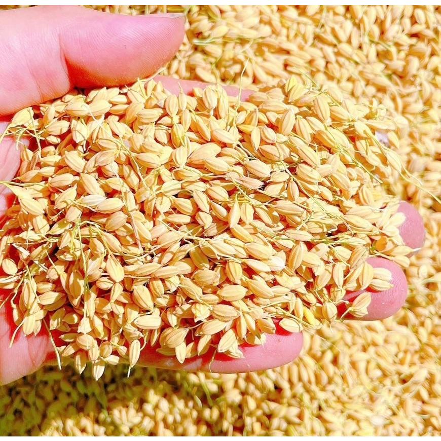 早期予約】【新米】無農薬玄米10kg10キロ 農家直送 福岡県産 早期予約】【新米】無農薬玄米10kg10キロ 農家直送 福岡県産