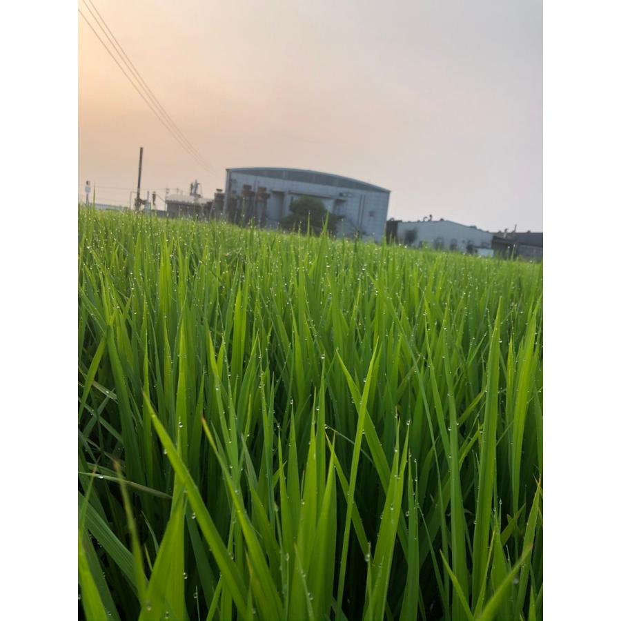 早期予約】【新米】無農薬玄米20kg 20キロ 農家直送 福岡県産 早期予約】【新米】無農薬玄米20kg 20キロ 農家直送 福岡県産