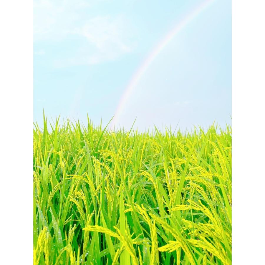 早期予約】【新米】無農薬玄米20kg 20キロ 農家直送 福岡県産 早期予約】【新米】無農薬玄米20kg 20キロ 農家直送 福岡県産