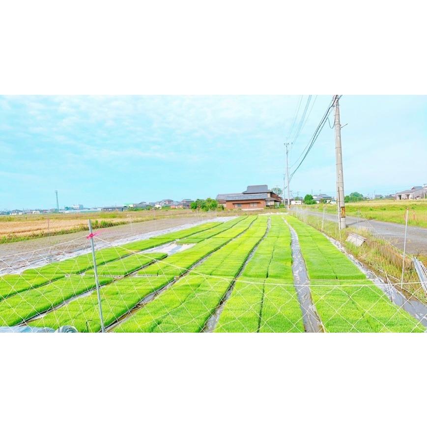 早期予約】【新米】無農薬玄米20kg 20キロ 農家直送 福岡県産 早期予約】【新米】無農薬玄米20kg 20キロ 農家直送 福岡県産