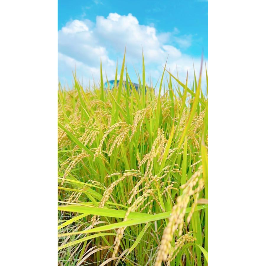早期予約】【新米】無農薬玄米20kg 20キロ 農家直送 福岡県産 早期予約】【新米】無農薬玄米20kg 20キロ 農家直送 福岡県産