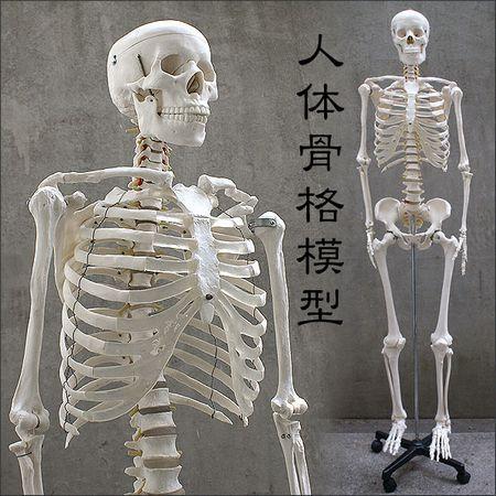 人体模型 等身大 整体 ヒューマンスカル 人体骨格模型 骨格模型 骨 A L Design 通販 Yahoo ショッピング