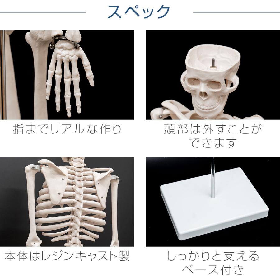 1年保証 人体骨格模型 骨 約85cm 1/2モデル 展示スタンド付き 1年保証 人体骨格模型 骨 約85cm 1/2モデル 展示スタンド付き