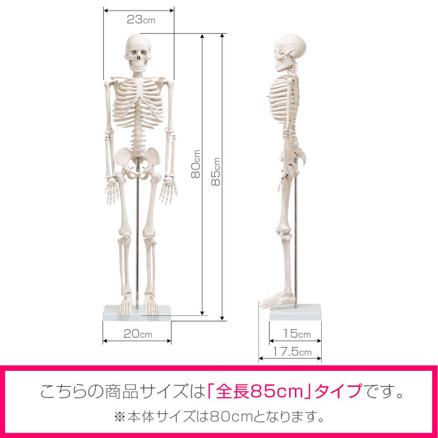 1年保証 人体骨格模型 骨 約85cm 1/2モデル 展示スタンド付き 1年保証 人体骨格模型 骨 約85cm 1/2モデル 展示スタンド付き
