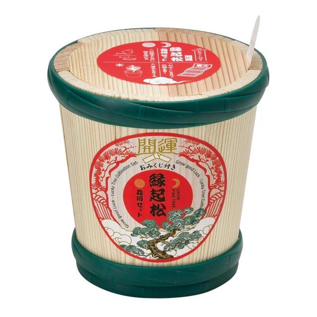 仕立て物　黒松　正月に縁起よし 縁起松栽培セット おみくじ付 72個 お正月 年末年始 お年賀 ご挨拶