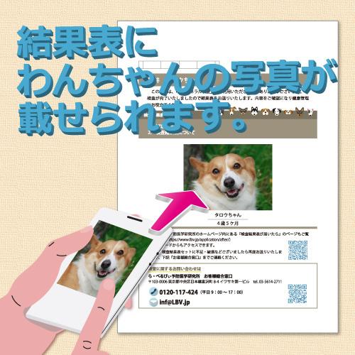 愛犬ミネラル検査（29元素）プレミアム【獣医師のアドバイス付】結果表の表紙にあなたのわんちゃんの写真が挿入できます｜la-belle-vie｜03