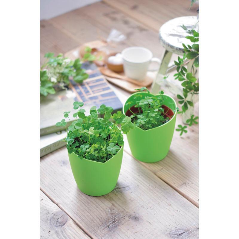 栽培キット きっとみつかる四つ葉のクローバー栽培セット Gd 592 F1412 R06 全商品オープニング価格