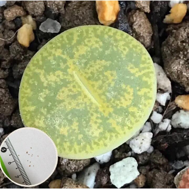 多肉植物 リトープス アルビニカ LITHOPS lesliei - form AlbinicaC36A
