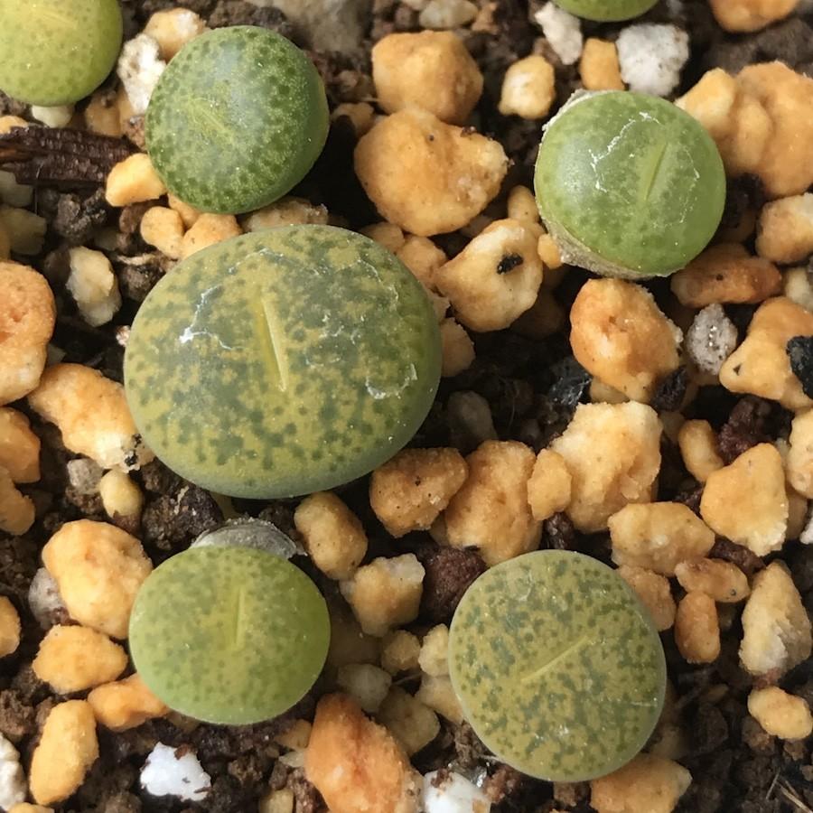 多肉植物 リトープス アルビニカ LITHOPS lesliei - form