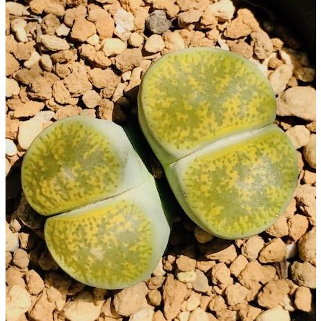 多肉植物 リトープス アルビニカ LITHOPS lesliei - form AlbinicaC36A