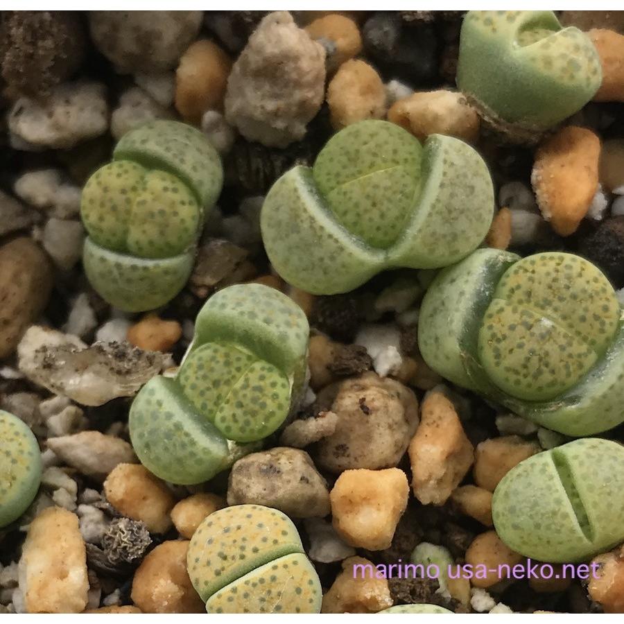 多肉植物リトープス　巴里玉　6点カラフルセット　1センチ以上　S21　匿名発送 多肉植物リトープス 巴里玉 6点カラフルセット 1センチ以上 S21 匿名