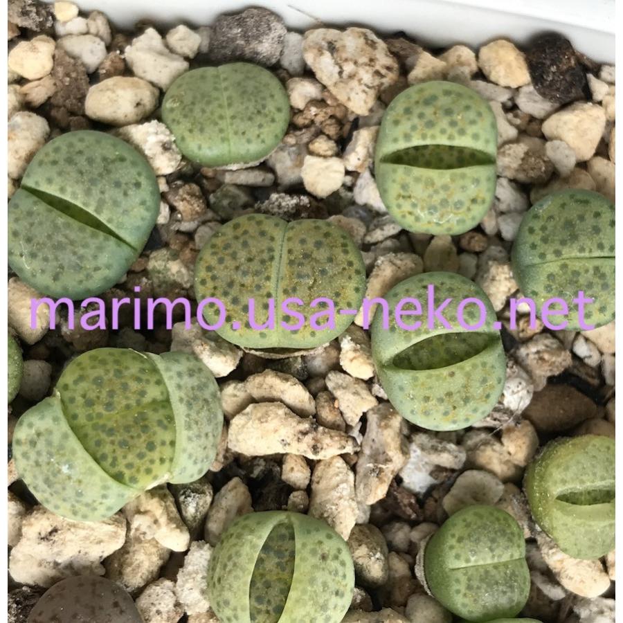 多肉植物 リトープス C363 黄微紋玉 fulviceps - v Aurea 種10粒