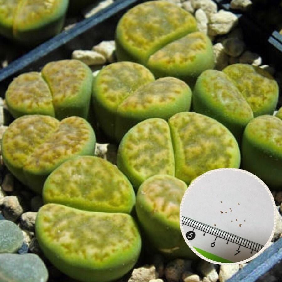 多肉植物　リトープス 黄鳴弦玉 bromfieldii - v insularis　種10粒 メセン | 