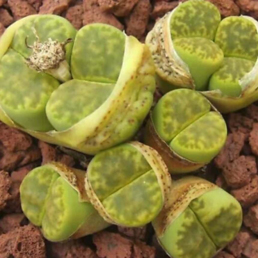 多肉植物　リトープス 黄鳴弦玉 bromfieldii - v insularis　種10粒 メセン |  | 01