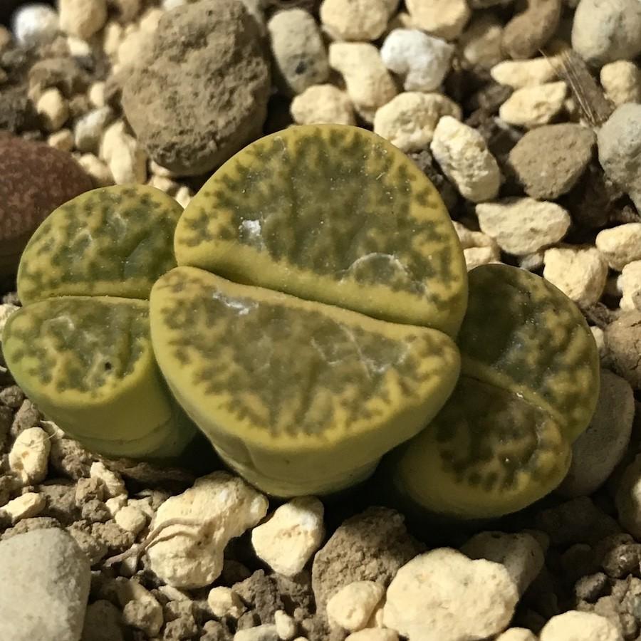 多肉植物　リトープス 黄鳴弦玉 bromfieldii - v insularis　種10粒 メセン |  | 02