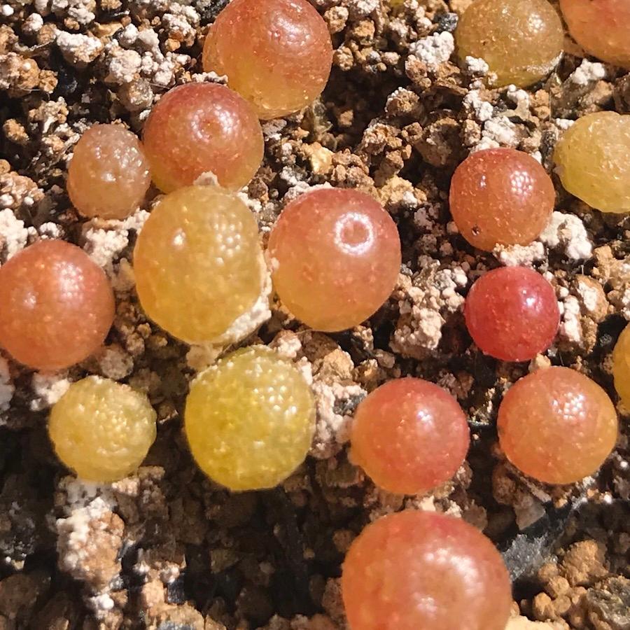 多肉植物 コノフィツム ブルゲリ 種10粒 メセン Conophytum Burgeri Burgeri Labi Cats 通販 Yahoo ショッピング