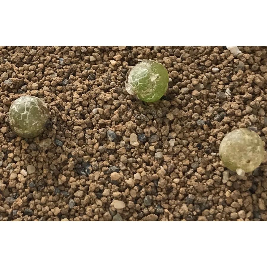 多肉植物 コノフィツム ブルゲリ 種10粒 メセン Conophytum Burgeri Burgeri Labi Cats 通販 Yahoo ショッピング