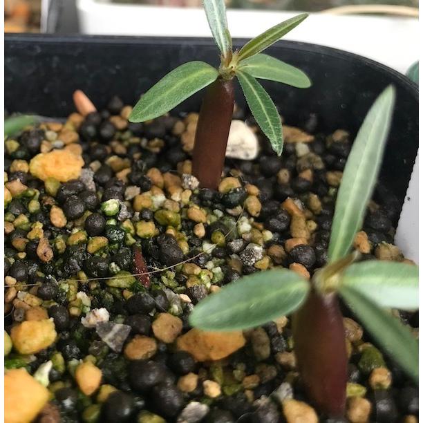 塊根植物 パキポディウム カクチペス Pachypodium rosulatum var