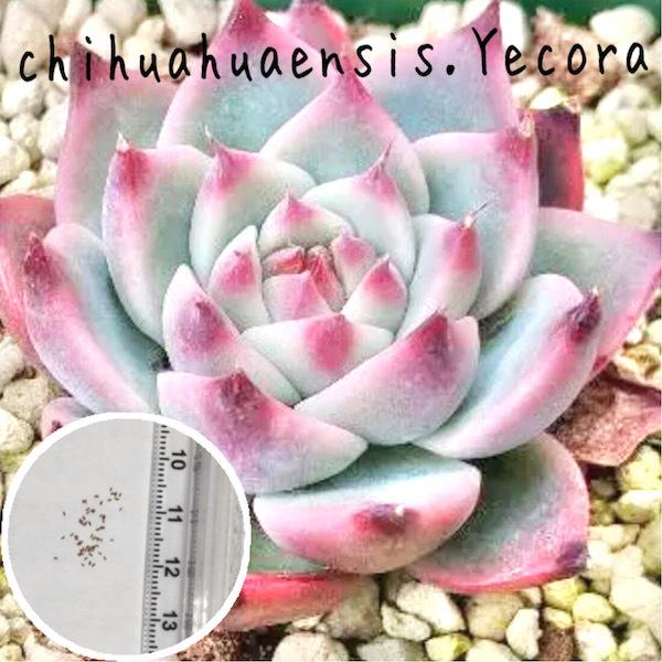 激安価格の 多肉植物 エケベリア Echeveria Chihuahuaensis チワワエンシス イエコラ 種子10粒 種まきの説明書おつけします