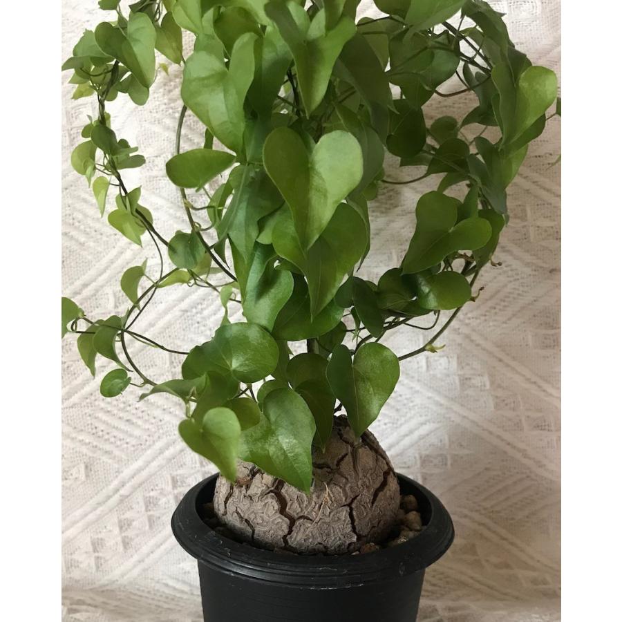 塊根植物 アフリカ亀甲竜 種子 Dioscorea Elephantipes 種子のまき方の説明書付き Dioscorea Elephantipes Labi Cats 通販 Yahoo ショッピング