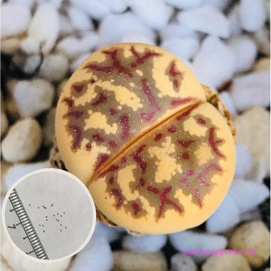 多肉植物 リトープス ドロテアエ 麗虹玉 dorotheae 種10粒 メセン