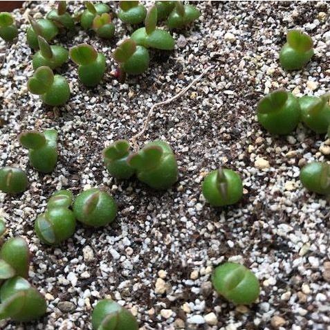 多肉植物 まるでエイリアンΣ（・□・；）Faucaria フォーカリアmix種子