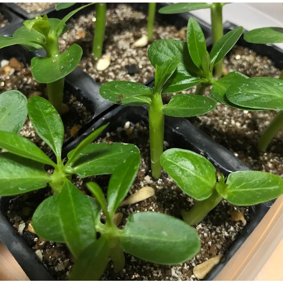 塊根植物 パキポディウム フィヘレネンセ 種子 Pachypodium