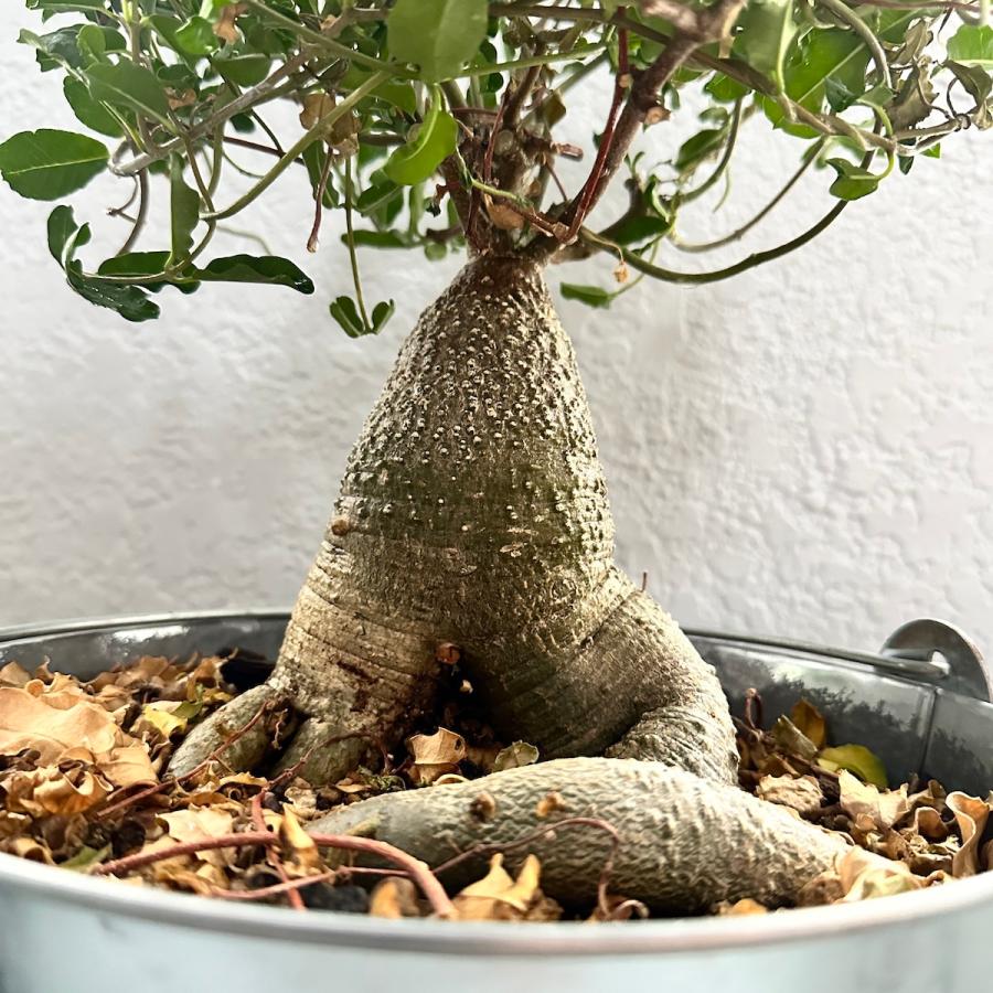 火星人　フォッケア　エドゥレス　観葉植物　塊根植物　多肉植物　ビザールプランツ　レアプランツ　ガーデニング　植物　グリーン　趣味　盆栽　葉　花　庭　草　インテリア　おしゃれ　飾り　園芸　 楽天市場】火星人（フォッケア・エデュリス）塊根 多肉 植物 観葉 ツル